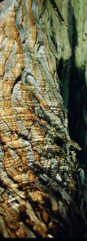 Cyprès des étangs 2