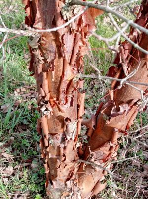 Érable à écorce de papier 2