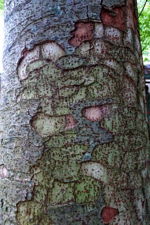 Zelkova carpinifolia 2