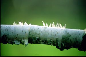 Bouleau de l'Hymalaya 2