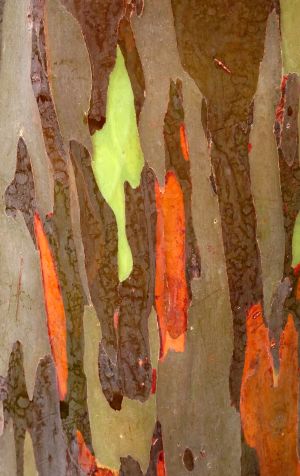 Eucalyptus arc-en-ciel 5