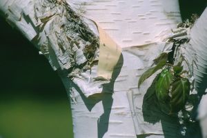 Bouleau de l'Hymalaya 9