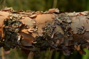 Bouleau à papier 14