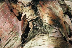 Bouleau de l'Hymalaya 7