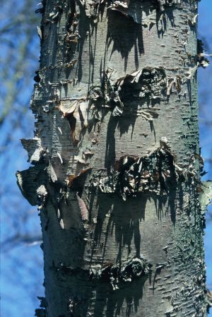 Bouleau à papier 13