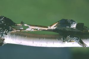 Bouleau de l'Hymalaya 12