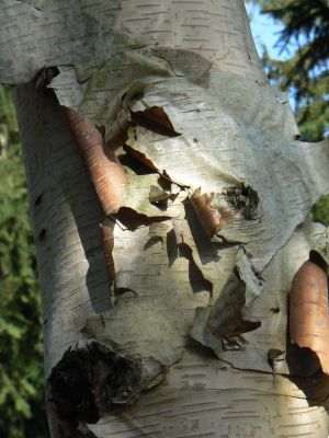 Bouleau à papier 12