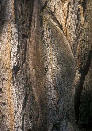 Cyprès des étangs 3