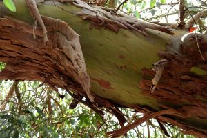 Eucalyptus 1
