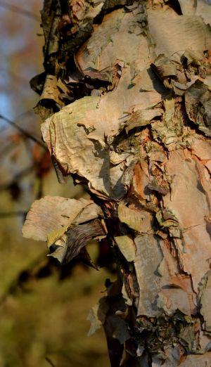 Bouleau à papier 11