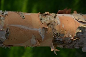 Bouleau à papier 15