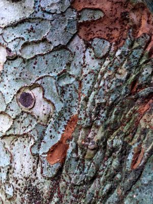 Zelkova carpinifolia 3