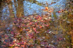 feuilles et fleurs  sur l'eau 6