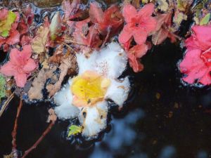 feuilles et fleurs  sur l'eau 32