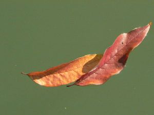 feuilles et fleurs  sur l'eau 48