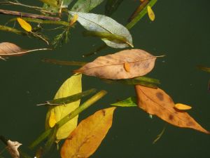 feuilles et fleurs  sur l'eau 39