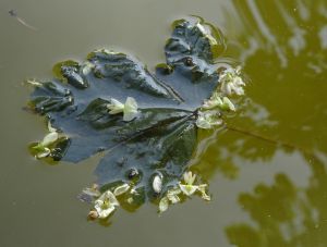 feuilles et fleurs  sur l'eau 4