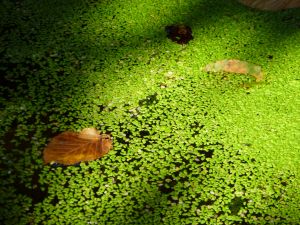 feuilles et fleurs  sur l'eau 35