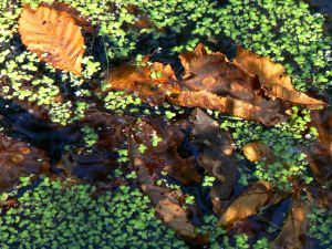 feuilles et fleurs  sur l'eau 44