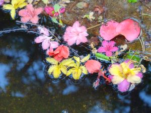 feuilles et fleurs  sur l'eau 31