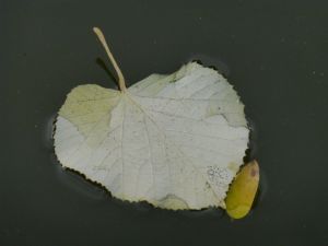 feuilles et fleurs  sur l'eau 34