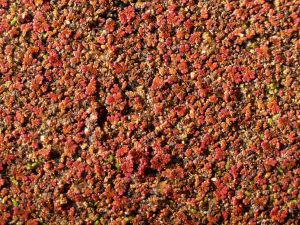 feuilles et fleurs  sur l'eau 43