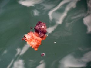 feuilles et fleurs  sur l'eau 26