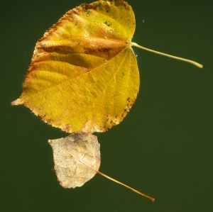 feuilles et fleurs  sur l'eau 10