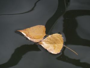 feuilles et fleurs  sur l'eau 17
