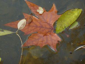 feuilles et fleurs  sur l'eau 12