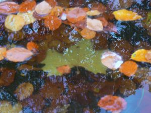 feuilles et fleurs  sur l'eau 49