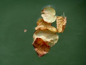 feuilles et fleurs  sur l'eau 16