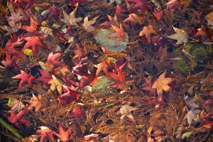 feuilles et fleurs  sur l'eau 7