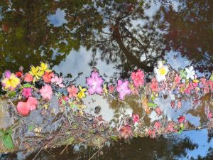feuilles et fleurs  sur l'eau 28