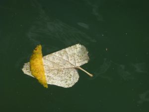 feuilles et fleurs  sur l'eau 13