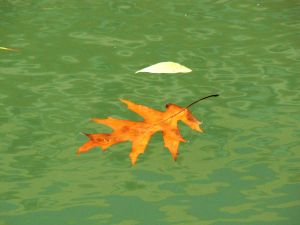 feuilles et fleurs  sur l'eau 50