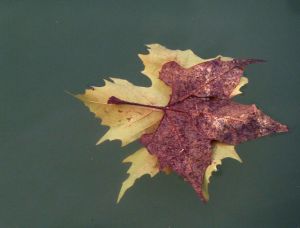 feuilles et fleurs  sur l'eau 27