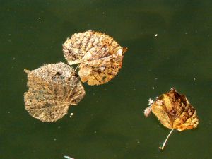 feuilles et fleurs  sur l'eau 47