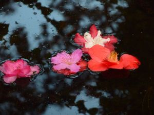 feuilles et fleurs  sur l'eau 29