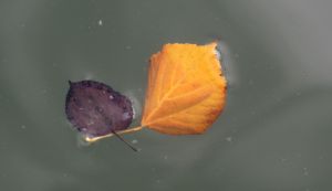 feuilles et fleurs  sur l'eau 18