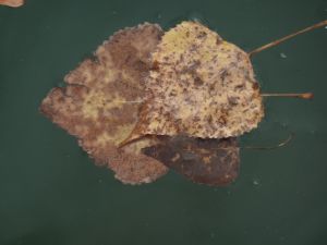 feuilles et fleurs  sur l'eau 21