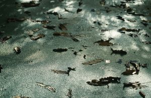 feuilles et fleurs  sur l'eau 2