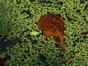 feuilles et fleurs  sur l'eau 45