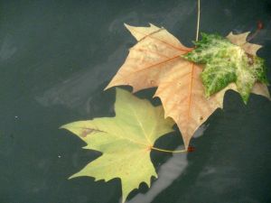 feuilles et fleurs  sur l'eau 24