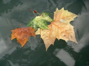 feuilles et fleurs  sur l'eau 23