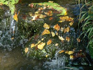 feuilles et fleurs  sur l'eau 46
