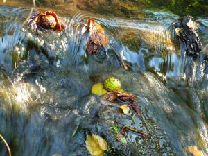 feuilles et fleurs  sur l'eau 36