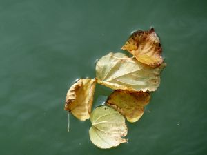 feuilles et fleurs  sur l'eau 15