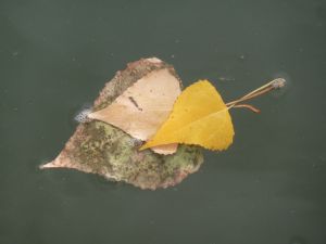 feuilles et fleurs  sur l'eau 20