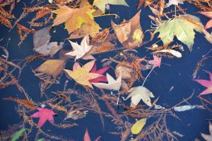 feuilles et fleurs  sur l'eau 5
